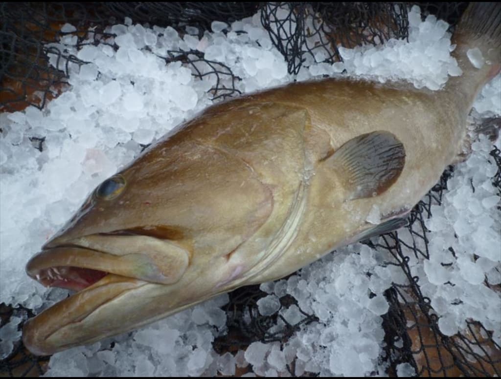 幻の高級魚 クエ鍋